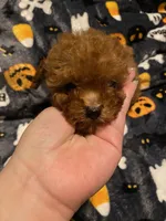 Green Collar , a male Poodle - Toy  for sale in Watsonville, CA – 3 of 5