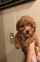 Butter cup , a male Poodle - Toy  for sale in Watsonville, CA – 4 of 6