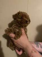 Green collar male, a male Poodle - Toy  for sale in Watsonville, CA – 1 of 5