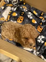 Apricot female, a female Poodle - Toy  for sale in Watsonville, CA – 5 of 6