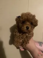 Female 1, reserved, a female Poodle - Toy  for sale in Watsonville, CA – 3 of 8