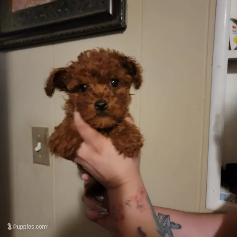 Male 1 – Poodle - Toy  puppy for sale in Watsonville, CA