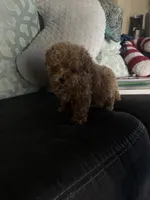 Female 2, a female Poodle - Toy  for sale in Watsonville, CA – 6 of 7