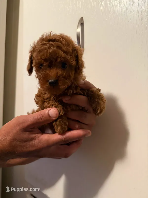 Smaller female – Poodle - Toy  puppy for sale in Watsonville, CA