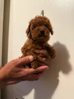 Smaller female, a female Poodle - Toy  for sale in Watsonville, CA – 3 of 4