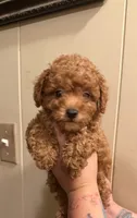 Butter cup , a male Poodle - Toy  for sale in Watsonville, CA – 2 of 6