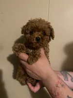 Green collar male, a male Poodle - Toy  for sale in Watsonville, CA – 4 of 5