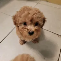 Bear, a male Maltese and Poodle - Toy  for sale in Watsonville, CA – Photo 2 of 8