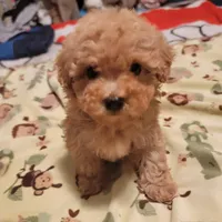Bear, a male Maltese and Poodle - Toy  for sale in Watsonville, CA – Photo 5 of 8