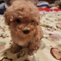 Bear, a male Maltese and Poodle - Toy  for sale in Watsonville, CA – Photo 7 of 8