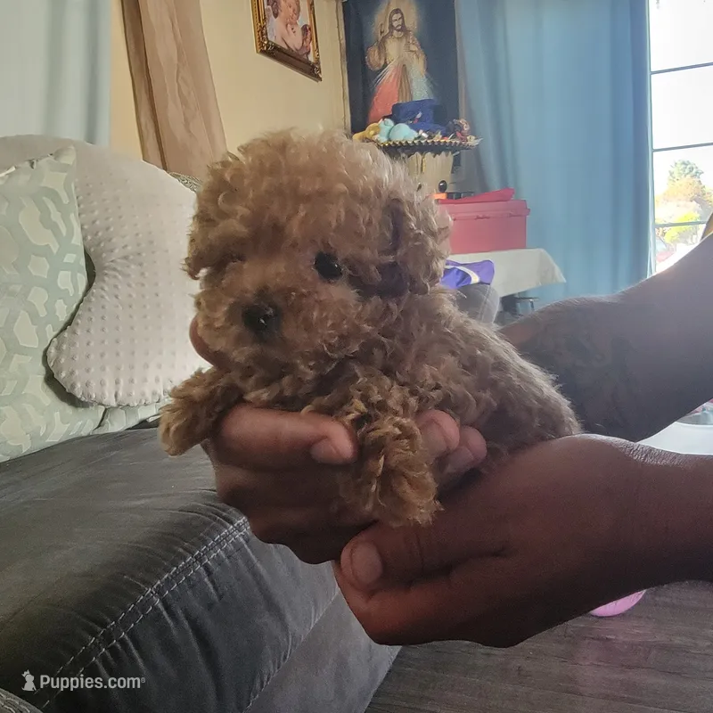 Female 2 – Poodle - Toy  puppy for sale in Watsonville, CA