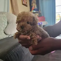Female 2, a female Poodle - Toy  for sale in Watsonville, CA – 1 of 7