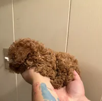 Female 2, a female Poodle - Toy  for sale in Watsonville, CA – 6 of 7