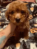 Blue collar , a male Poodle - Toy  and Poodle - Miniature  for sale in Watsonville, CA – 3 of 7