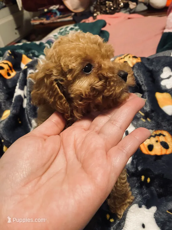Apricot female – Poodle - Toy  puppy for sale in Watsonville, CA