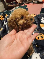 Apricot female, a female Poodle - Toy  for sale in Watsonville, CA – 1 of 6