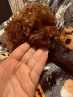 Pink collar, a female Poodle - Toy  for sale in Watsonville, CA – 4 of 5