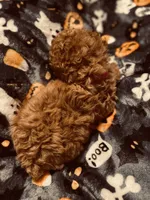 Pink collar, a female Poodle - Toy  for sale in Watsonville, CA – 3 of 5