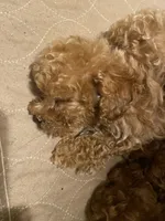 Teddy bear, a male Poodle - Toy  for sale in Watsonville, CA – 4 of 10