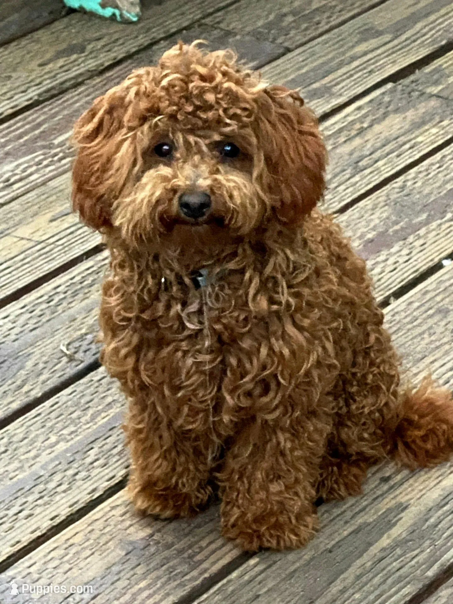 Button, a male Poodle - Toy  for sale in Watsonville, CA – Photo 6 of 7