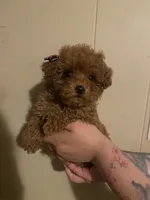 Female 1, reserved, a female Poodle - Toy  for sale in Watsonville, CA – 4 of 8