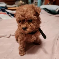 Black collar, a female Poodle - Toy  for sale in Watsonville, CA – Photo 3 of 5