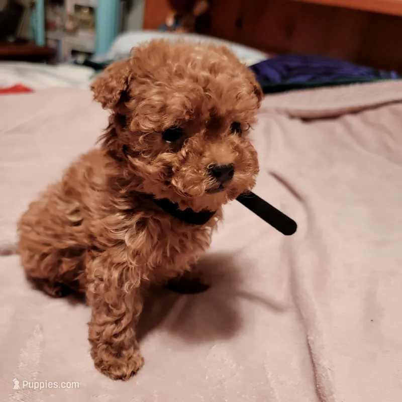 Black collar – Poodle - Toy  puppy for sale in Watsonville, CA