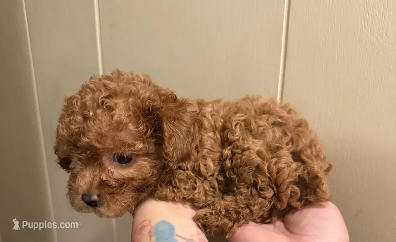 Female 2 – Poodle - Toy  puppy for sale in Watsonville, CA