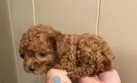 Female 2, a female Poodle - Toy  for sale in Watsonville, CA – 1 of 7