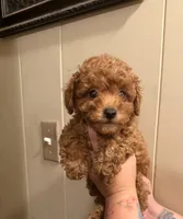 Butter cup , a male Poodle - Toy  for sale in Watsonville, CA – 3 of 6