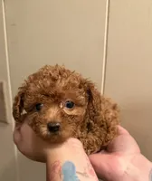 Female 2, a female Poodle - Toy  for sale in Watsonville, CA – 3 of 7