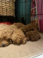 Honey, a female Poodle - Toy  for sale in Watsonville, CA – 8 of 10