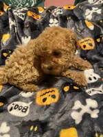 Apricot female, a female Poodle - Toy  for sale in Watsonville, CA – 3 of 6