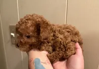 Female 2, a female Poodle - Toy  for sale in Watsonville, CA – 2 of 7