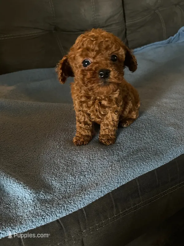 Male 1 – Poodle - Toy  puppy for sale in Watsonville, CA