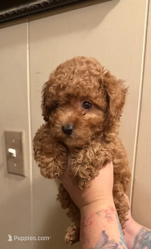 Butter cup  – Poodle - Toy  puppy for sale in Watsonville, CA