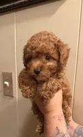 Butter cup , a male Poodle - Toy  for sale in Watsonville, CA – 1 of 6