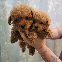 Female 2, a female Poodle - Toy  for sale in Watsonville, CA – 5 of 7