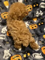 Apricot boy, a male Poodle - Toy  for sale in Watsonville, CA – 5 of 5
