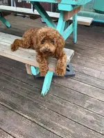 Lil girl, a female Poodle - Toy  and Poodle - Miniature  for sale in Watsonville, CA – Photo 6 of 8