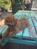 Lil girl, a female Poodle - Toy  and Poodle - Miniature  for sale in Watsonville, CA – Photo 5 of 8