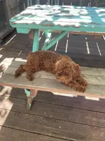 Lil girl, a female Poodle - Toy  and Poodle - Miniature  for sale in Watsonville, CA – Photo 8 of 8