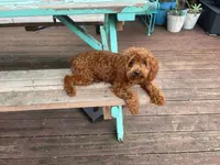 Lil girl, a female Poodle - Toy  and Poodle - Miniature  for sale in Watsonville, CA – Photo 7 of 8