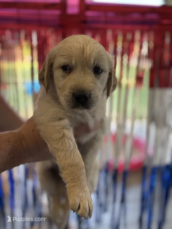 Purple Collar – Golden Retriever puppy for sale in Roseboro, NC