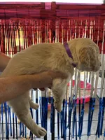 Purple Collar, a female Golden Retriever for sale in Roseboro, NC – 2 of 2