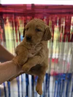 Pink Collar, a female Golden Retriever for sale in Roseboro, NC – 1 of 2