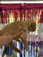 Turquoise Collar , a female Golden Retriever for sale in Roseboro, NC – 2 of 2
