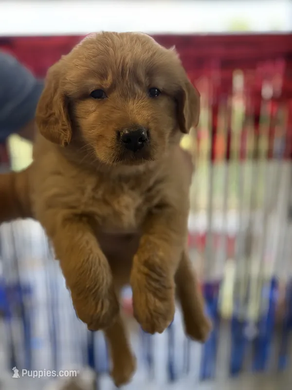 Yellow Collar – Golden Retriever puppy for sale in Roseboro, NC