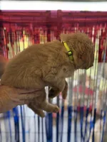 Yellow Collar, a male Golden Retriever for sale in Roseboro, NC – 2 of 2