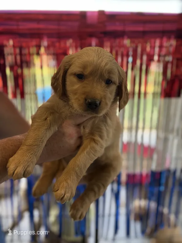 Turquoise Collar  – Golden Retriever puppy for sale in Roseboro, NC